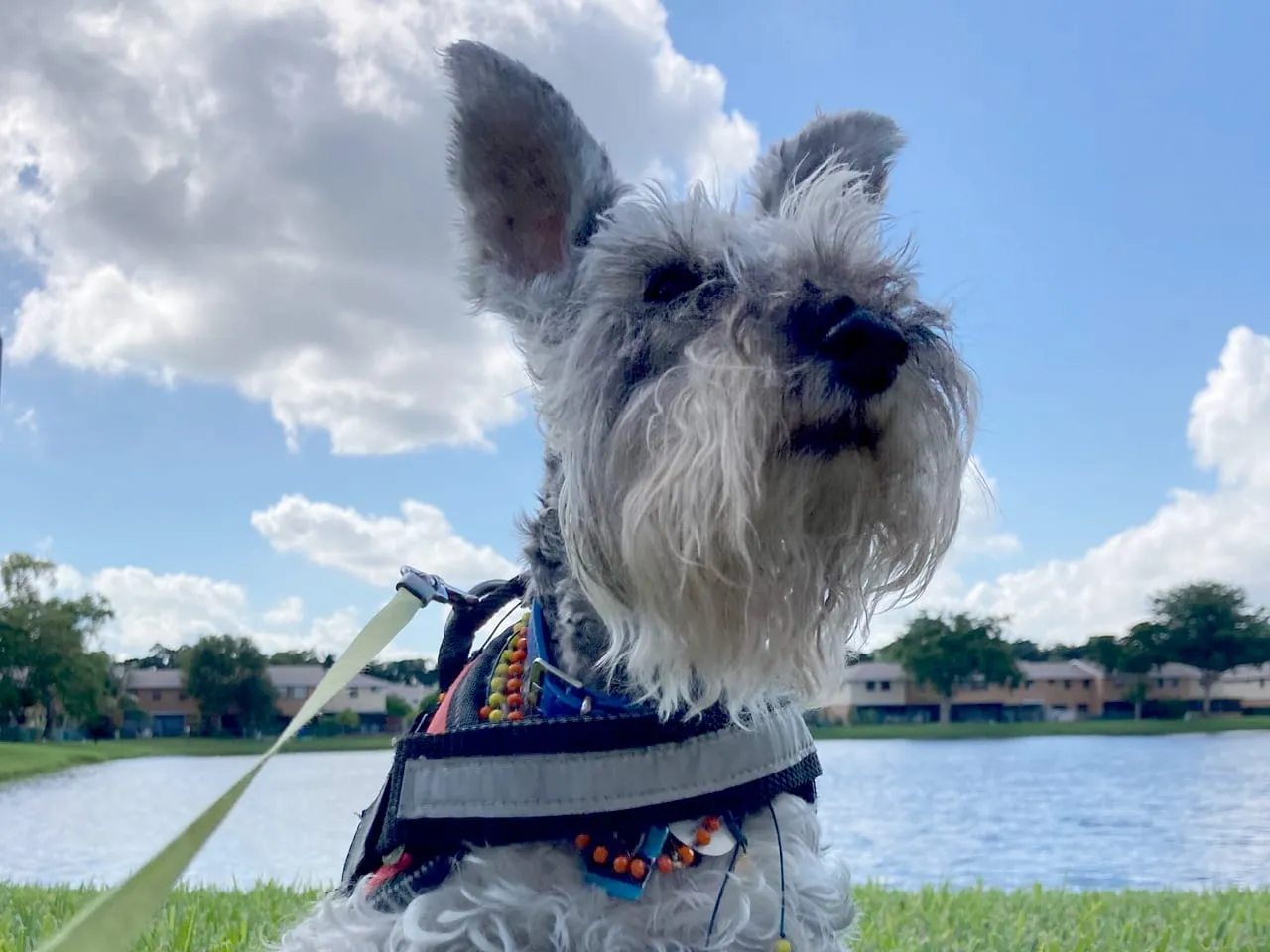Dog Walking