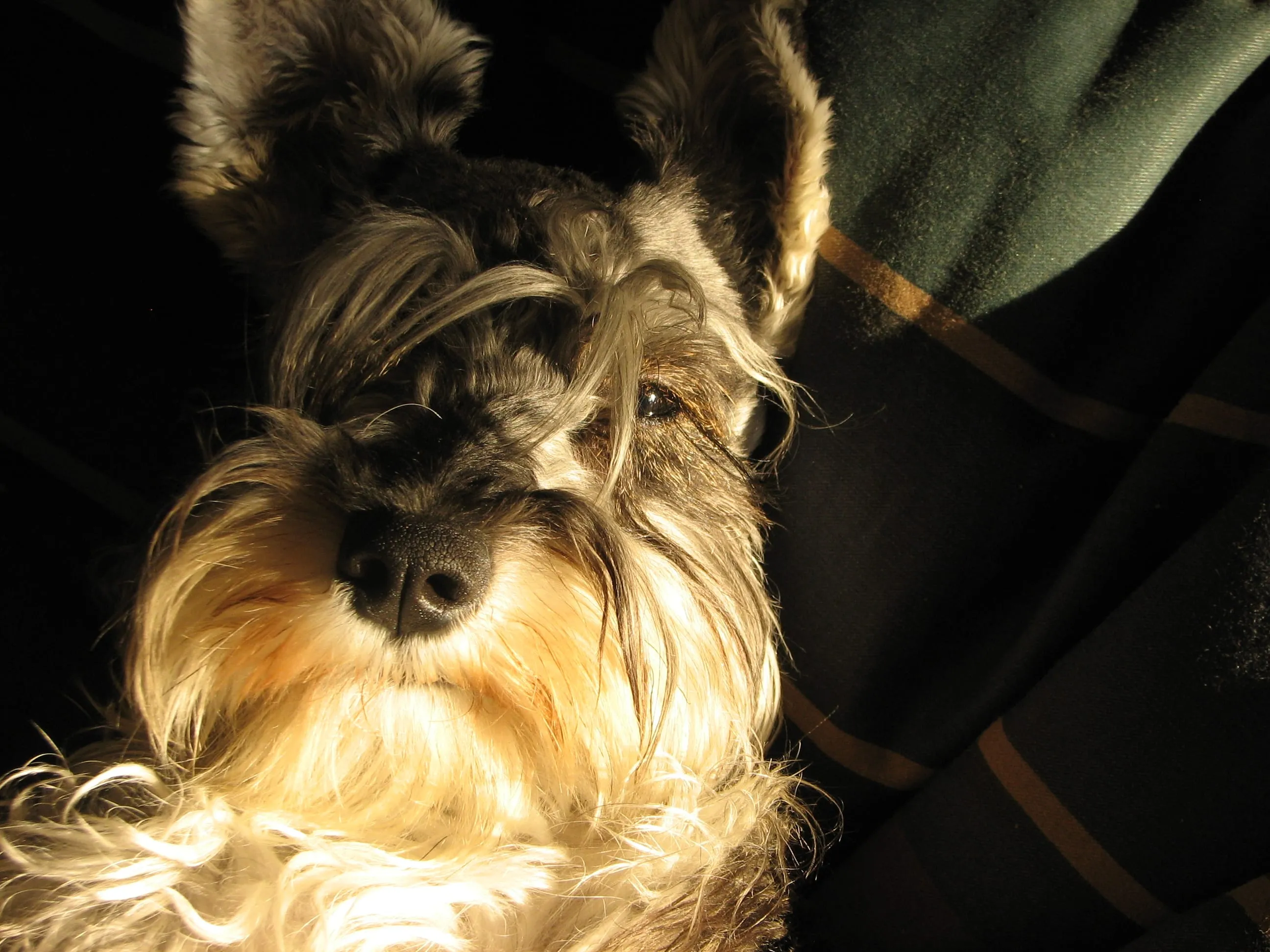 A dog cared for by Alejandria Pet Service