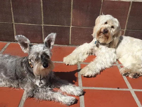 Dog daycare service image