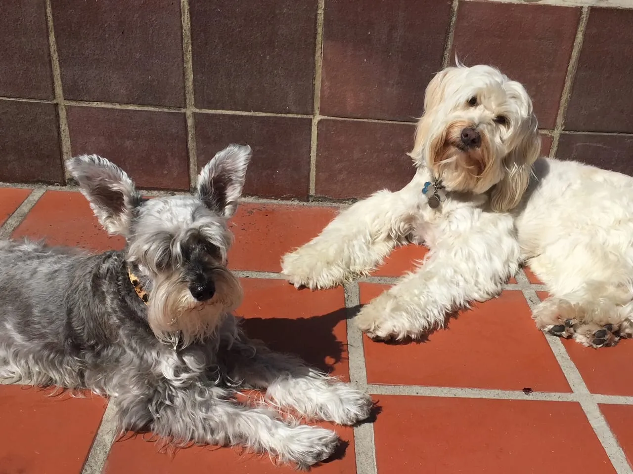 Dog Daycare